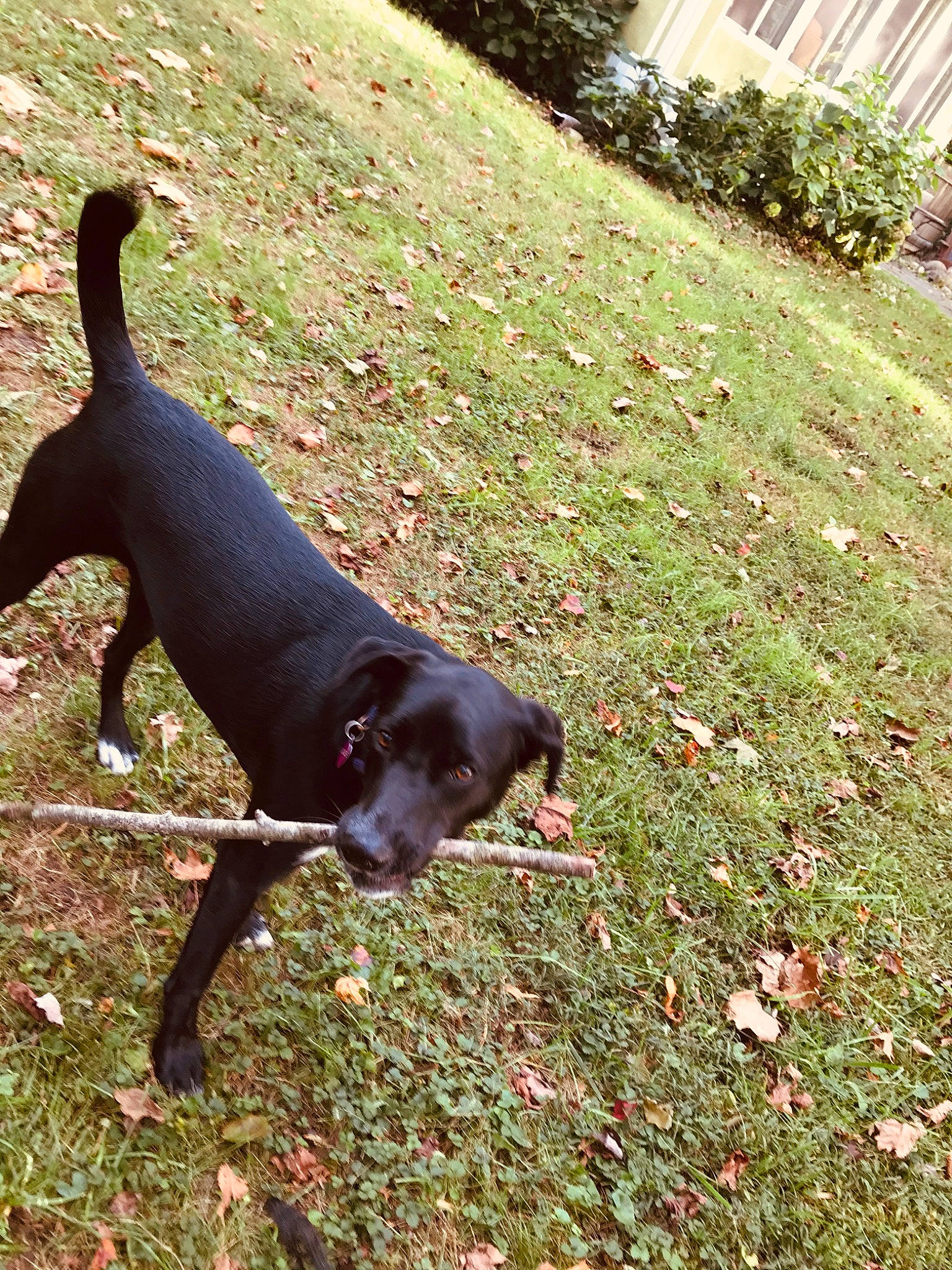 Sadie joined the competition — help win amazing prizes! canidae, carnivore, companion_dog, dog, dog_breed, grass, hunting_dog, mammal, patterdale_terrier, snout, sporting_group, tail
