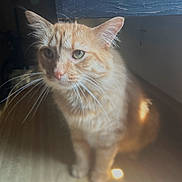 Louie joined the competition — help win amazing prizes! cat, orange_tabby, pet, animal, whiskers, ears, floor, wooden_floor, indoor, furniture, table, blur, soft_light, close_up, sitting, domestic_cat, feline, fur, cute