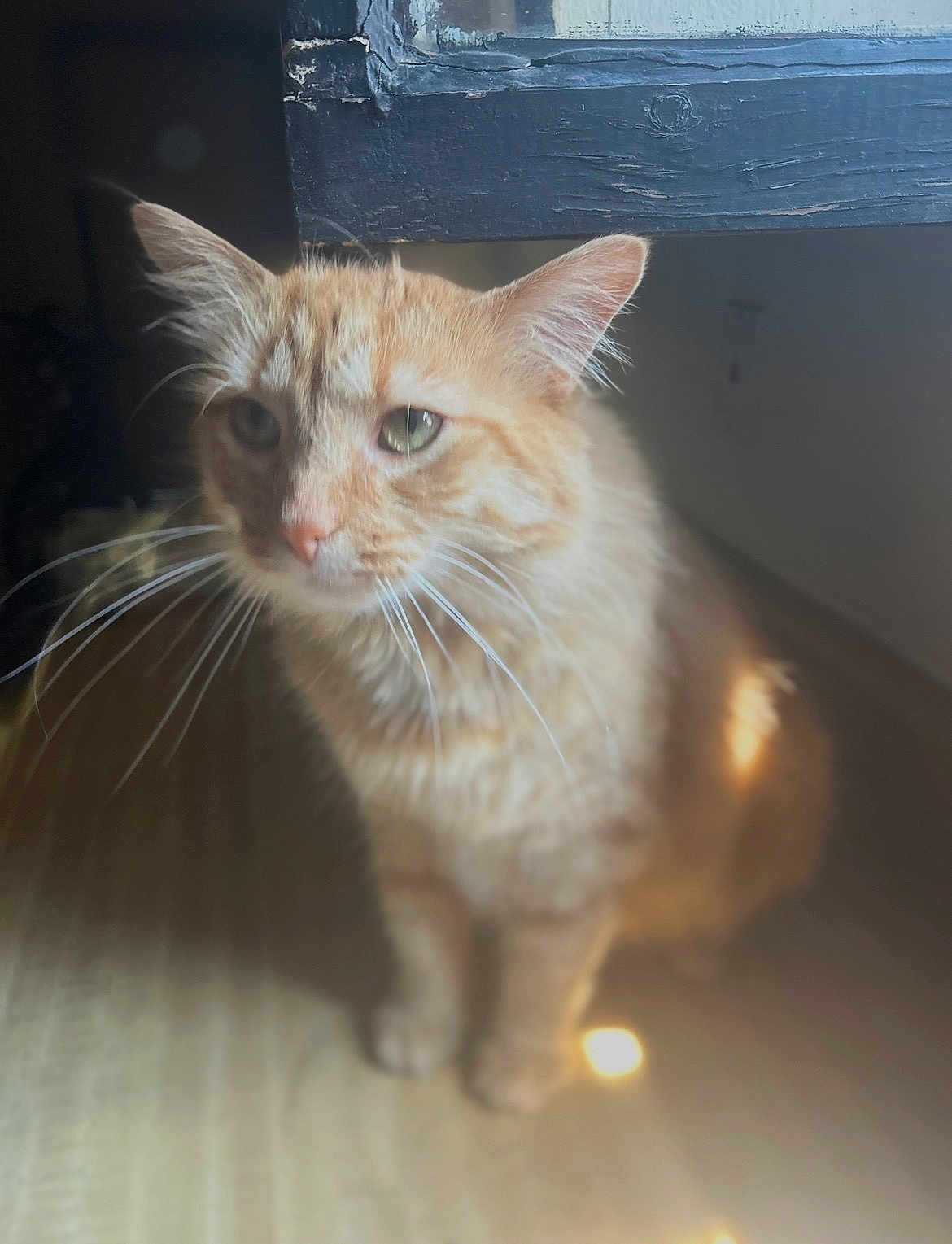 Louie joined the competition — help win amazing prizes! cat, orange_tabby, pet, animal, whiskers, ears, floor, wooden_floor, indoor, furniture, table, blur, soft_light, close_up, sitting, domestic_cat, feline, fur, cute