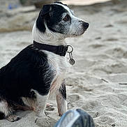 Oscar participe au concours pour gagner de l'argent avec cette photo : dog, beach, sand, collar, pet, side_view, outdoor, animal, water, blurred_background, footwear, sitting, black_and_white, nature, calm, sunset, focus, tag, quiet, leisure