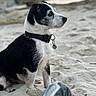 dog, beach, sand, collar, pet, side_view, outdoor, animal, water, blurred_background, footwear, sitting, black_and_white, nature, calm, sunset, focus, tag, quiet, leisure