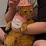 animal, arms, being_held, birthday, birthday_bib, bracelet, cat, feline, fur, green_eyes, indoor, necklace, number_seven, orange_cat, party_hat, person, pet, portrait, sitting, whiskers