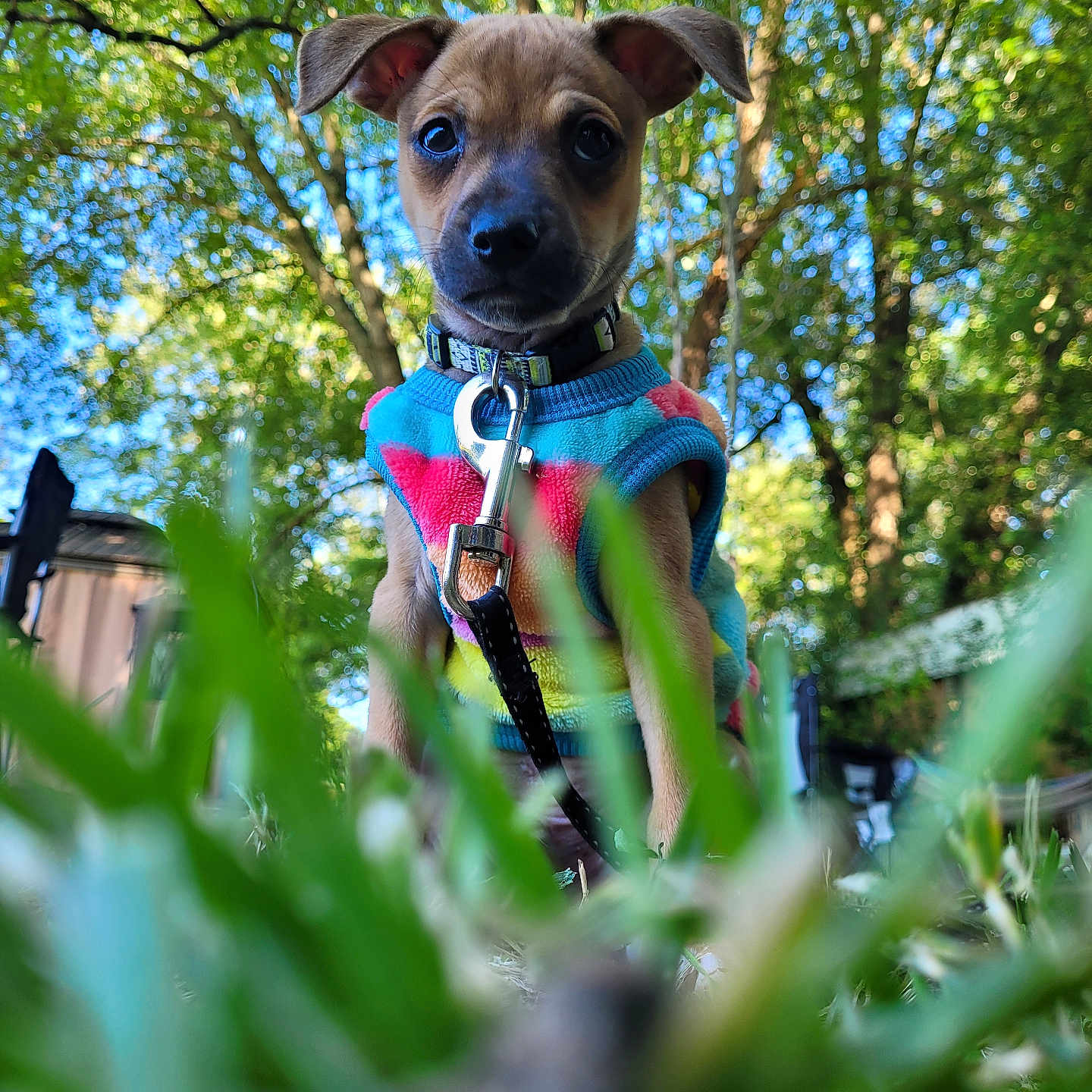 Charlie joined the competition — help win amazing prizes! accessories, animal, canine, chihuahua, dog, grass, grove, hound, land, leash, nature, outdoors, pet, plant, puppy, strap, summer, tree, vegetation, woodland