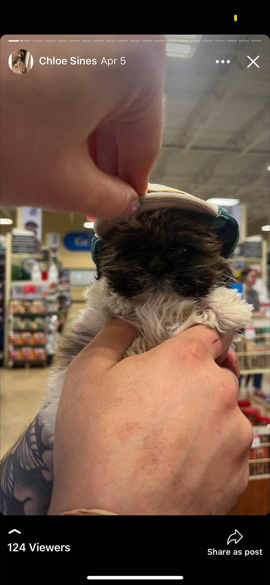 Puffy joined the competition — help win amazing prizes! barber, beard, beauty_salon, black_hair, ear, eyebrow, eyelash, eyewear, facial_hair, finger, fur, gesture, hair_care, hair_coloring, hairdresser, hand, nail, thumb, toy_dog, wrist