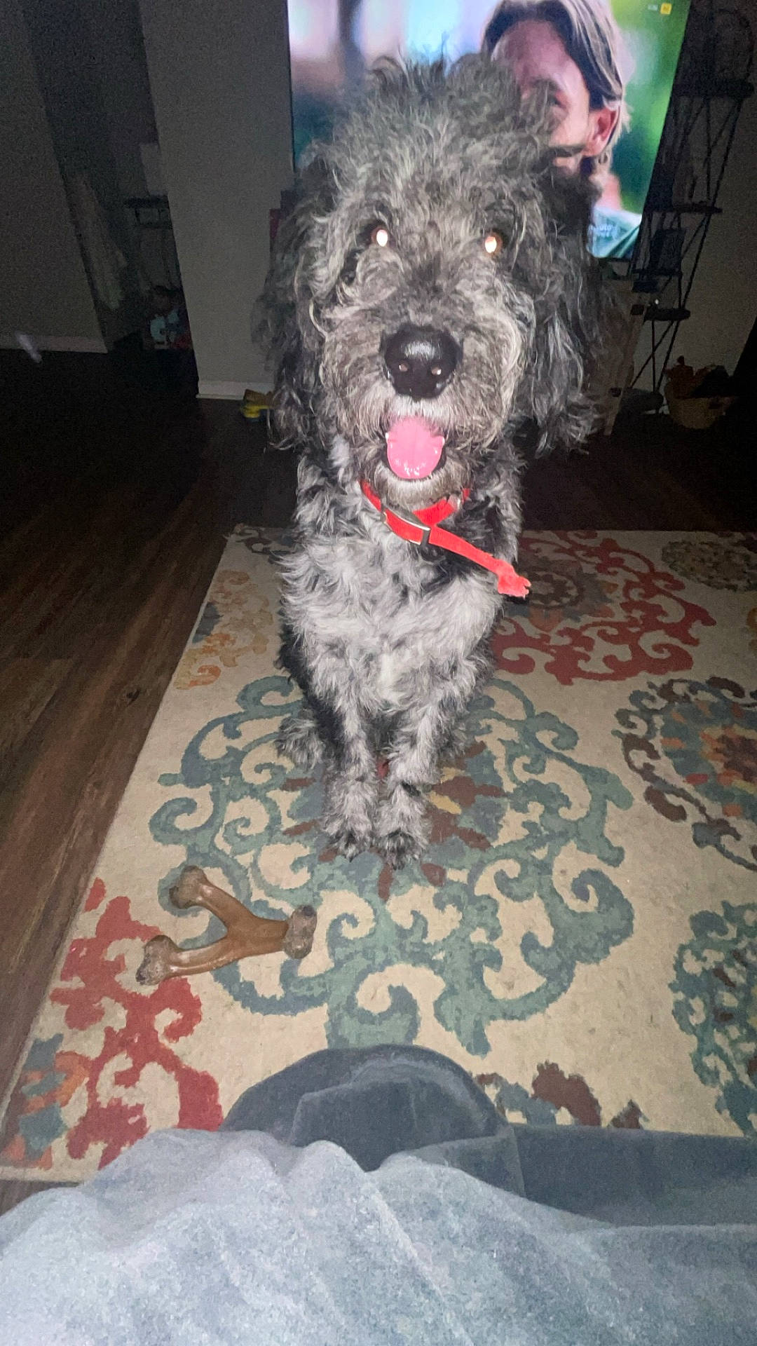 Frost joined the competition — help win amazing prizes! adult, animal, ball, canine, dog, face, head, homedecor, indoors, male, man, person, pet, photography, poodle, portrait, puppy, sport, tennis, tennisball