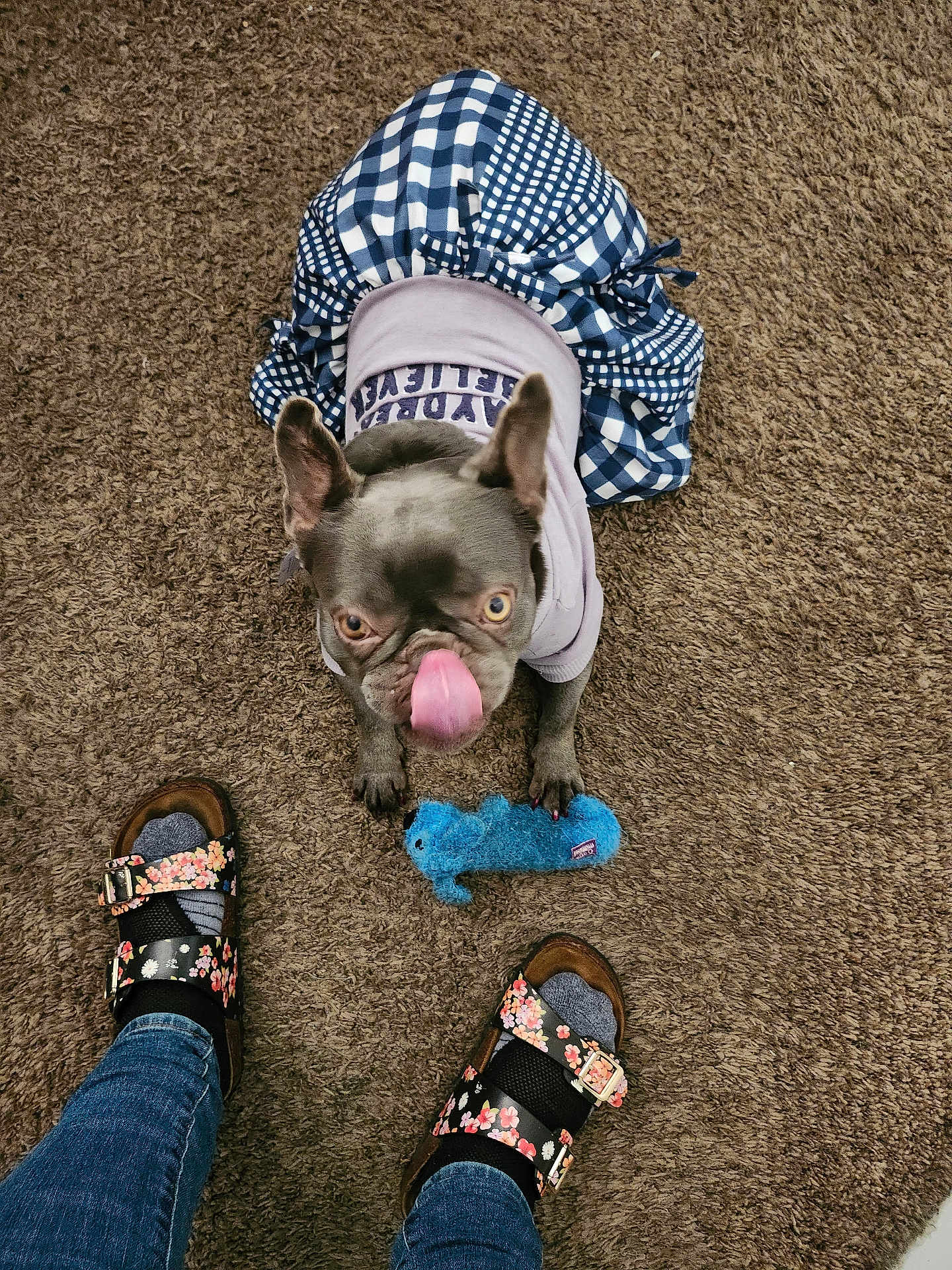 Sweet Pea is registered to the contest to win money with this photo: dog, small_dog, french_bulldog, purple_shirt, blue_skirt, carpet, toy, blue_toy, tongue_out, looking_up, feet, sandals, floral_sandals, socks, jeans, indoor, pet, cute, playful, animal