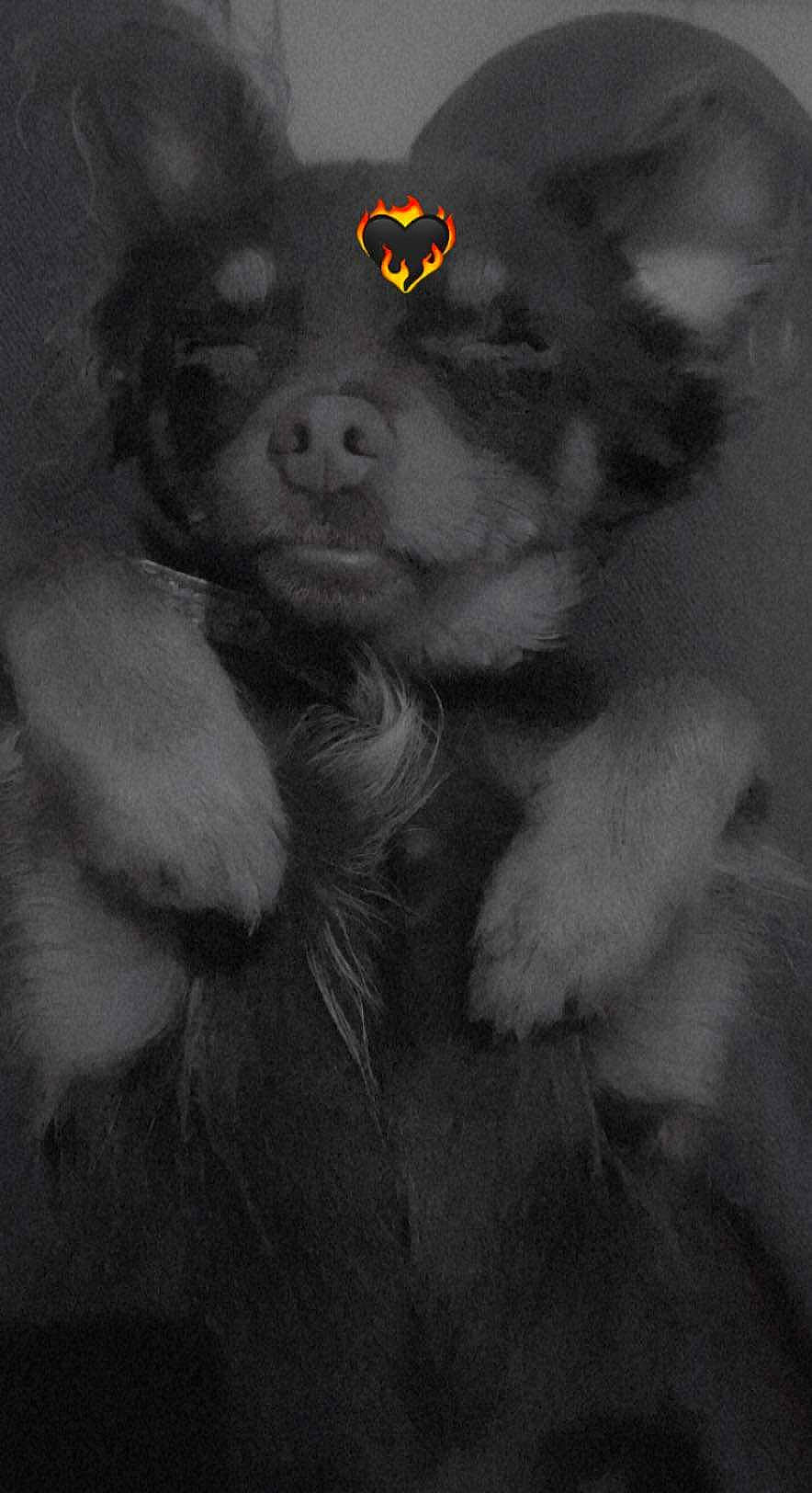 Dingo participe au concours pour gagner de l'argent avec cette photo : art, beard, darkness, fur, gesture, human_body, monochrome, monochrome_photography, selfie, snout, still_life_photography, stuffed_toy, toy