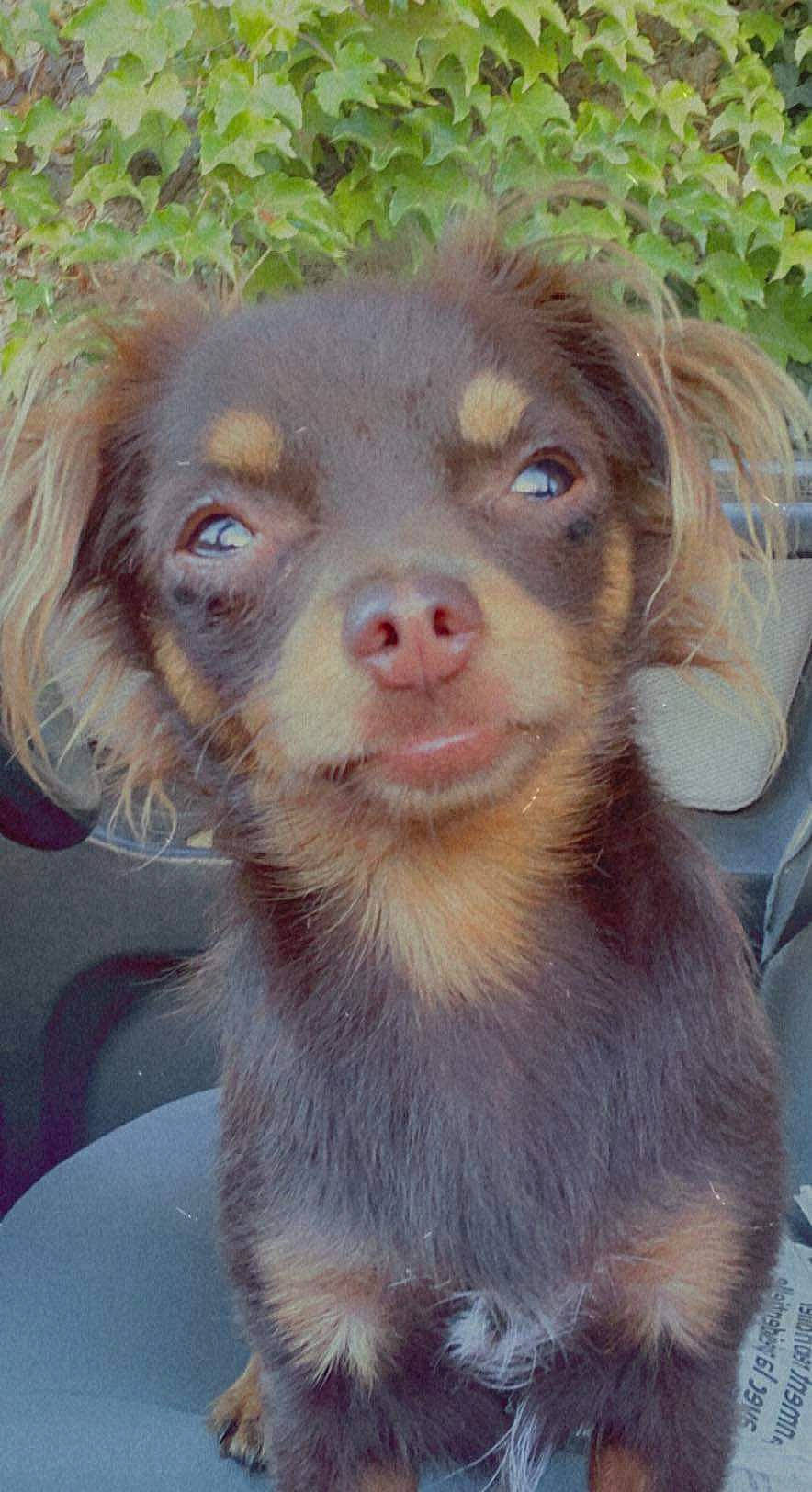 Dingo participe au concours pour gagner de l'argent avec cette photo : borador, canidae, carnivore, companion_dog, dog, dog_breed, fawn, fur, gun_dog, hunting_dog, liver, mammal, retriever, snout, sporting_group, terrestrial_animal, whiskers, working_animal