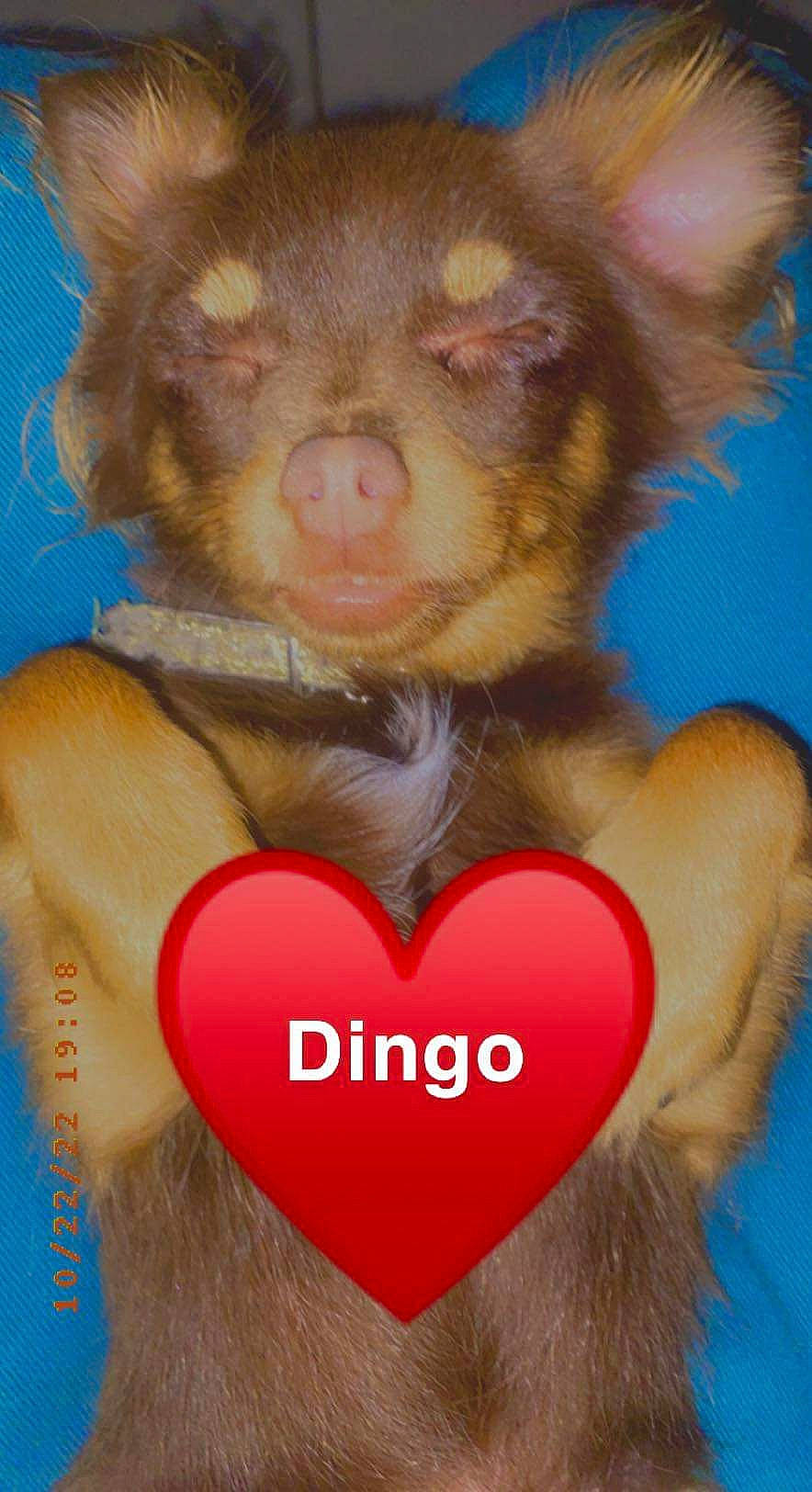 Dingo a rejoint le concours — aidez-le/la à gagner de superbes lots ! balloon, event, fashion_accessory, fawn, fun, fur, gesture, happy, heart, liver, love, organ, peach, pink, red, snout, suidae, terrestrial_animal, toy, whiskers