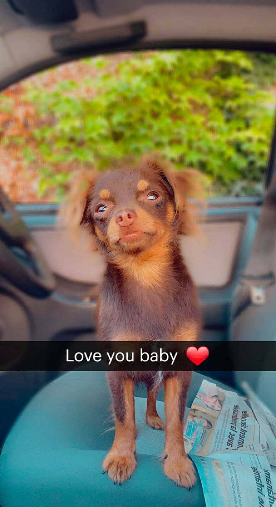 Dingo participe au concours pour gagner de l'argent avec cette photo : bathing, canidae, carnivore, companion_dog, dog, dog_breed, fawn, fun, fur, grass, leisure, liver, snout, sporting_group, vehicle_door, water, whiskers, working_animal