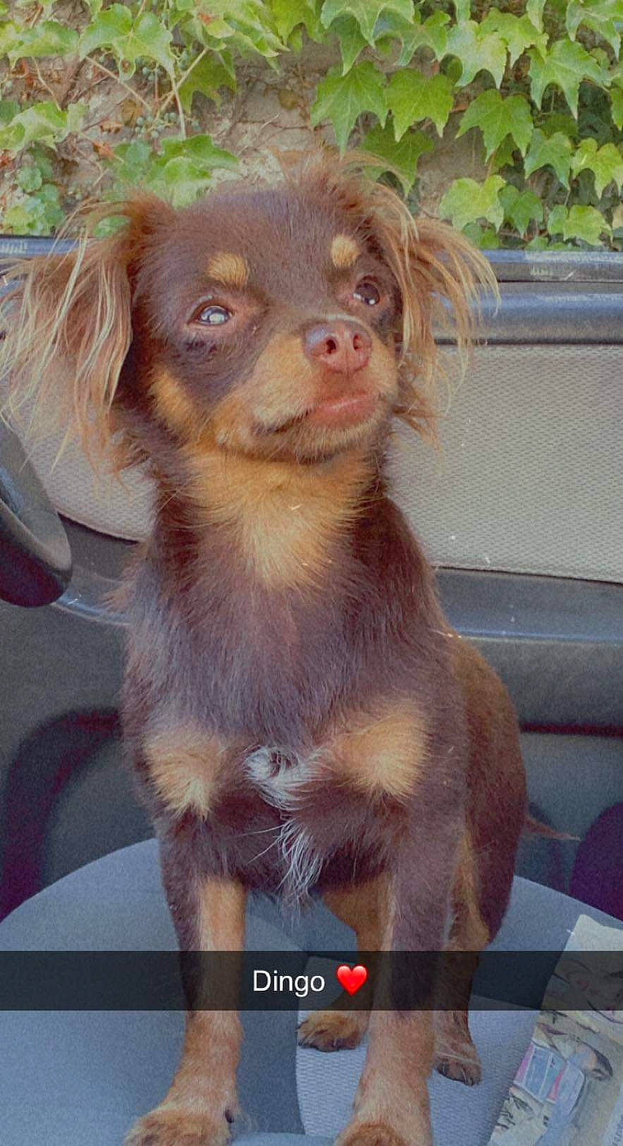 Dingo participe au concours pour gagner de l'argent avec cette photo : canidae, carnivore, companion_dog, dog, dog_breed, fawn, fur, liver, pet_supply, plant, snout, sporting_group, terrestrial_animal, toy_dog, window, working_animal