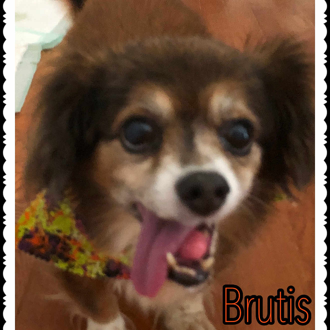 Brutis