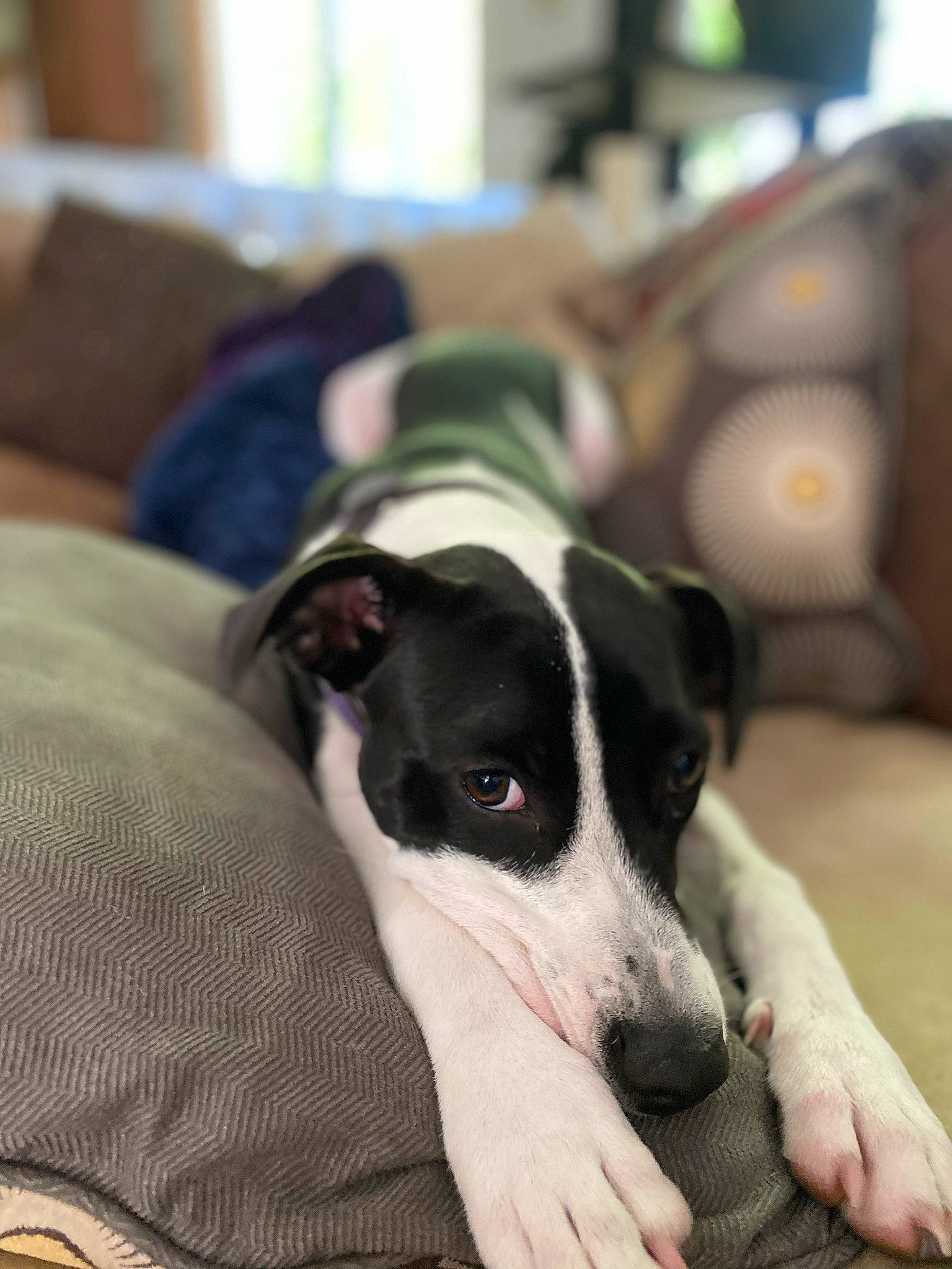 Aphrodite is registered to the contest to win money with this photo: canidae, carnivore, collar, comfort, companion_dog, dog, dog_breed, fur, linens, non_sporting_group, paw, puppy, rampur_greyhound, sighthound, snout, sporting_group, terrestrial_animal, whiskers, working_animal