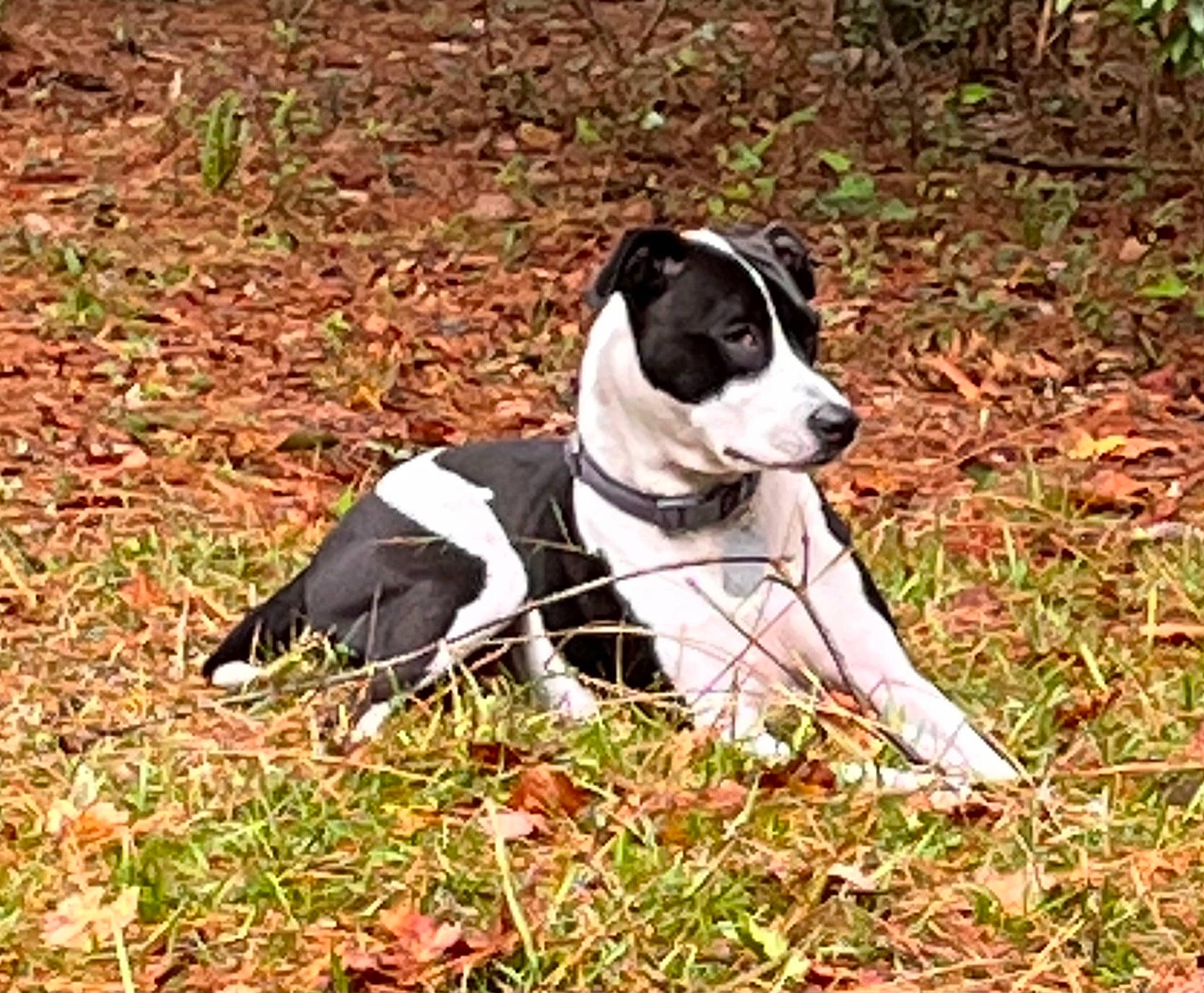 Aphrodite joined the competition — help win amazing prizes! canidae, carmine, carnivore, collar, companion_dog, dog, dog_breed, dog_collar, dog_supply, grass, hunting_dog, non_sporting_group, plant, snout, sporting_group, tail, terrestrial_animal, whiskers, working_animal, working_dog