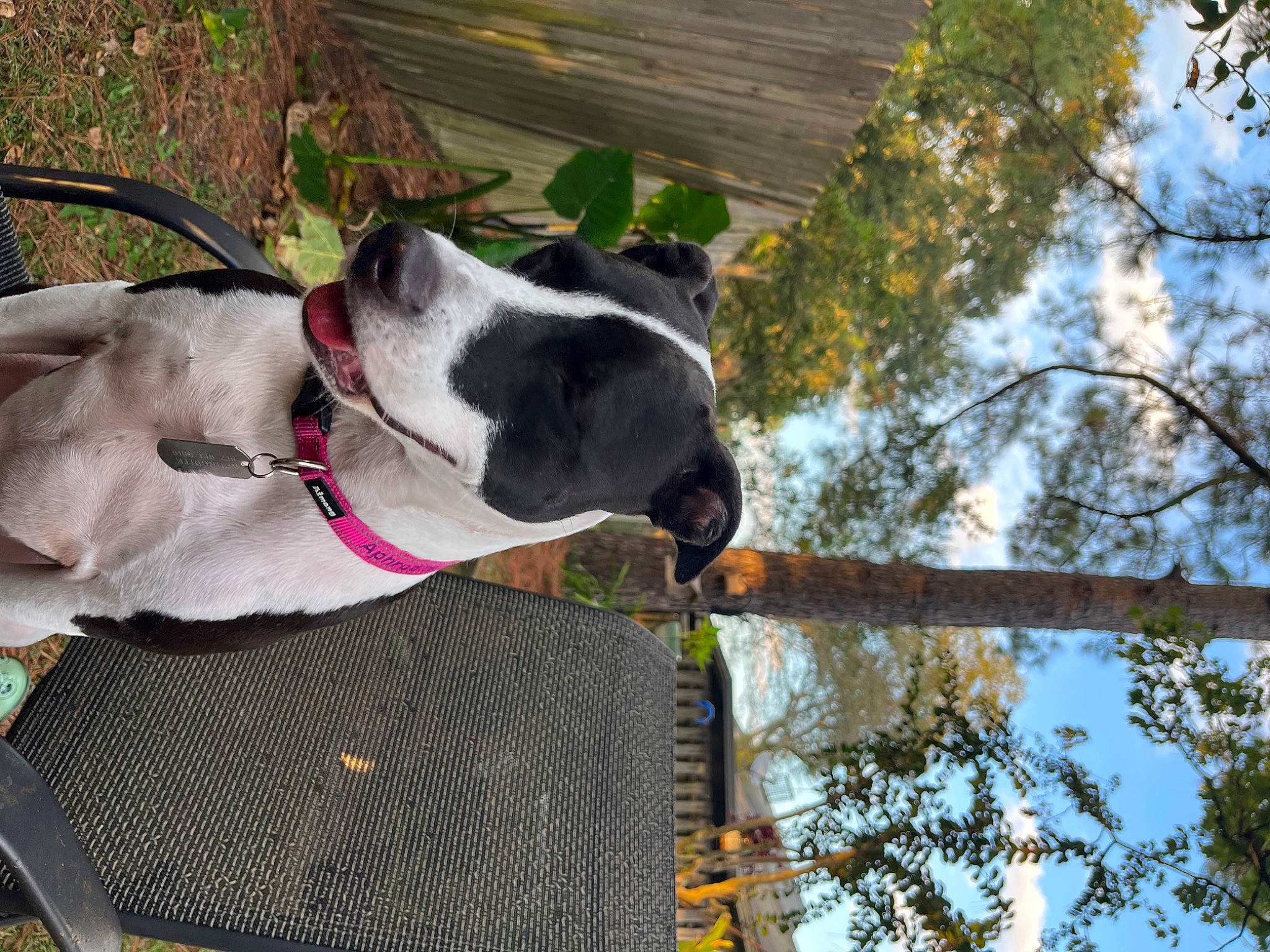 Aphrodite joined the competition — help win amazing prizes! canidae, carnivore, collar, companion_dog, dog, dog_breed, dog_collar, dog_supply, fashion_accessory, fawn, leash, pet_supply, plant, sky, snout, sporting_group, tail, tree, twig, working_animal