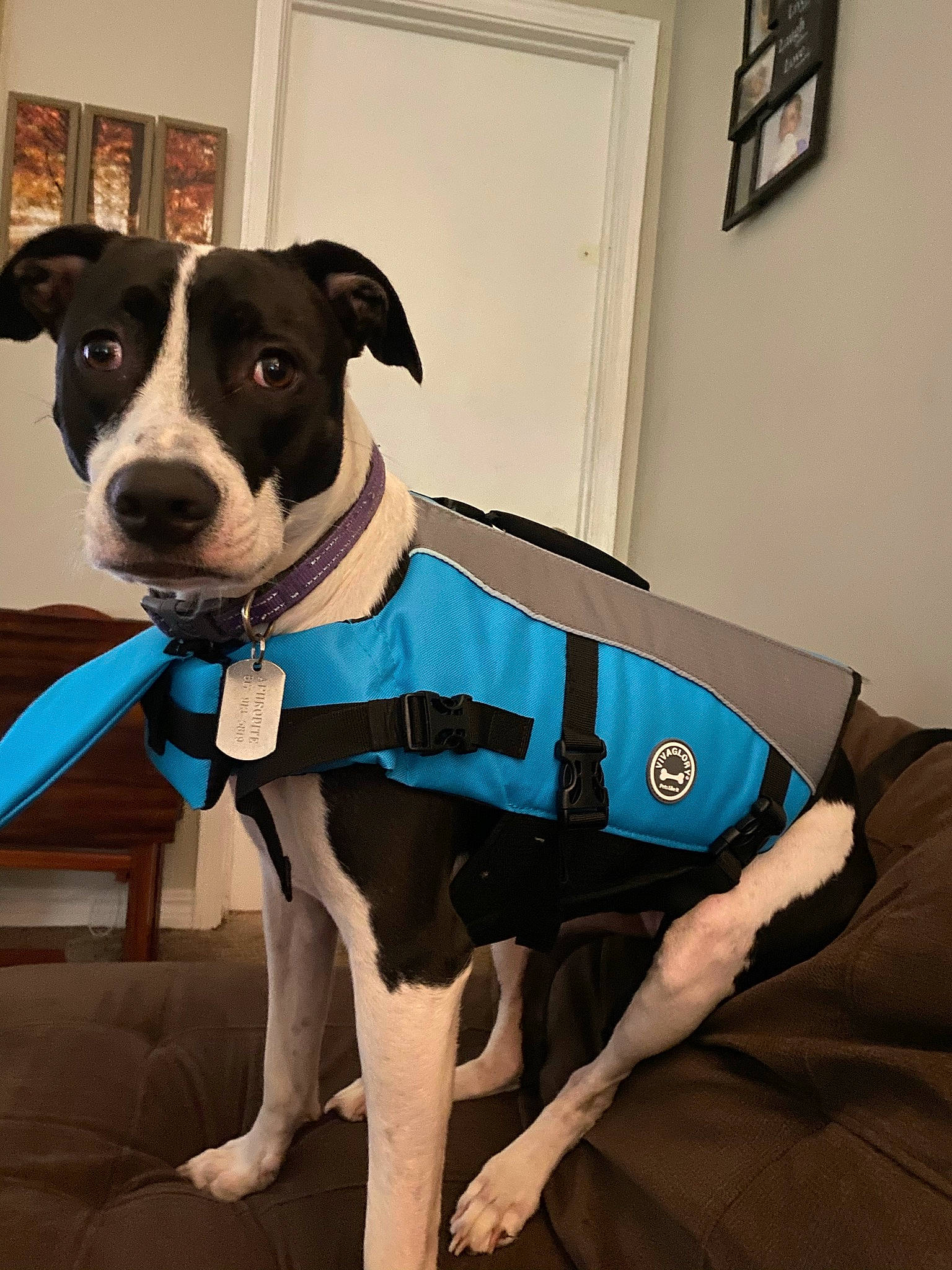 Aphrodite is registered to the contest to win money with this photo: carnivore, chair, collar, companion_dog, dog, dog_breed, dog_clothes, dog_collar, dog_supply, fashion_accessory, fawn, leash, pet_supply, picture_frame, sleeve, snout, sporting_group, whiskers, working_animal