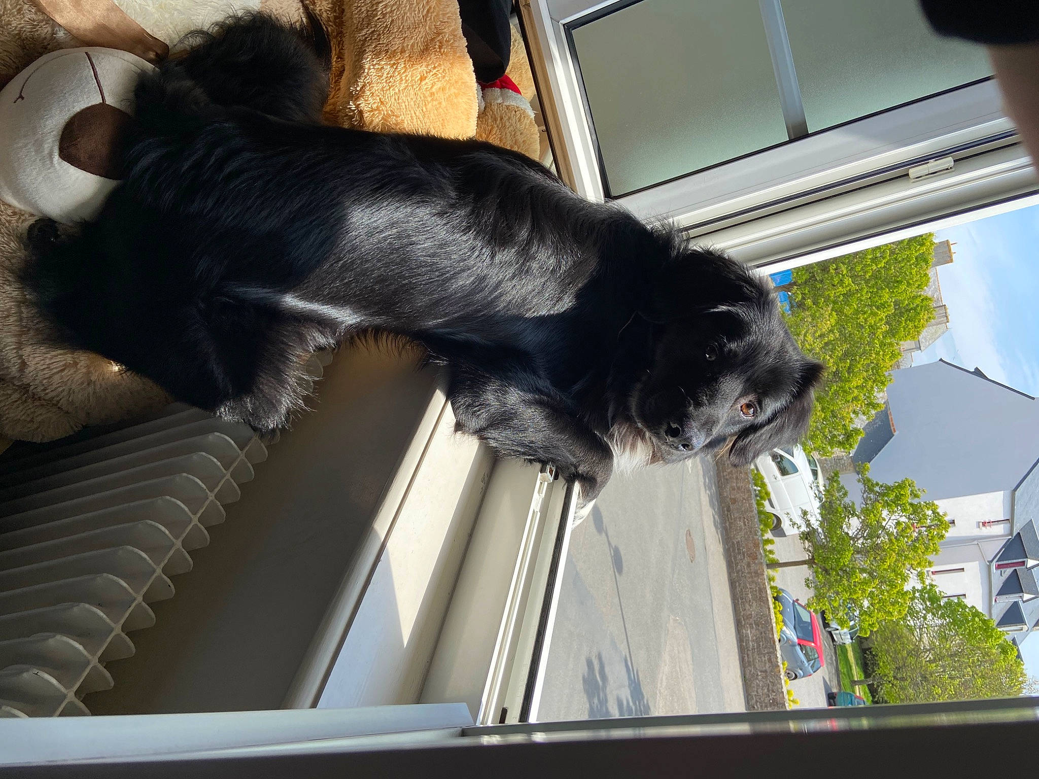 Bandit participe au concours pour gagner de l'argent avec cette photo : auto_part, carnivore, comfort, companion_dog, dog, dog_breed, fawn, hair, hand, leg, mammal, plant, sky, snout, sporting_group, tail, tints_and_shades, tree, vehicle_door, window