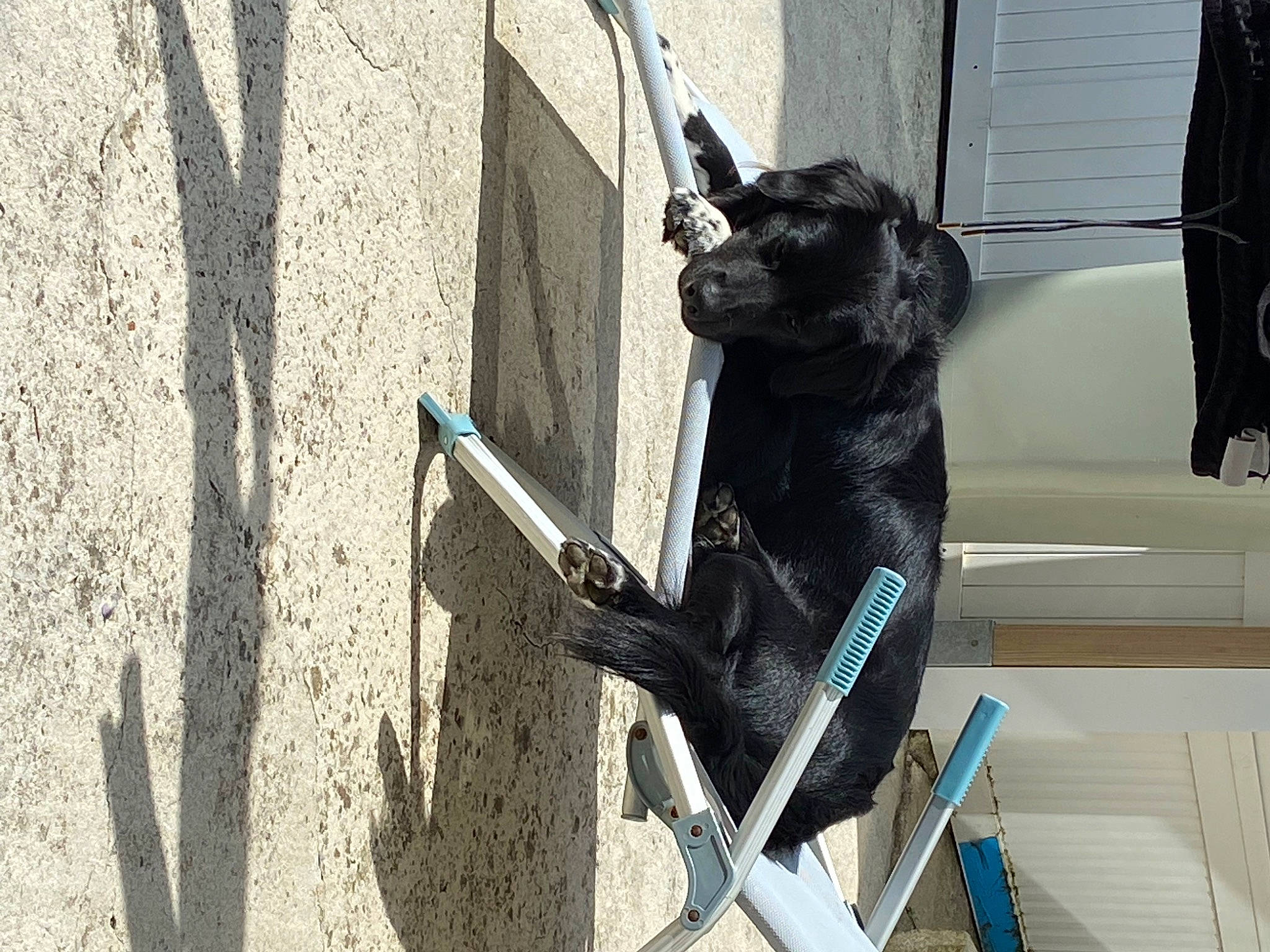 Bandit participe au concours pour gagner de l'argent avec cette photo : art, carmine, carnivore, collar, companion_dog, dog, dog_breed, dog_collar, fashion_accessory, grey, leash, metal, pet_supply, sculpture, snout, sporting_group, stairs, tail, wood, working_animal