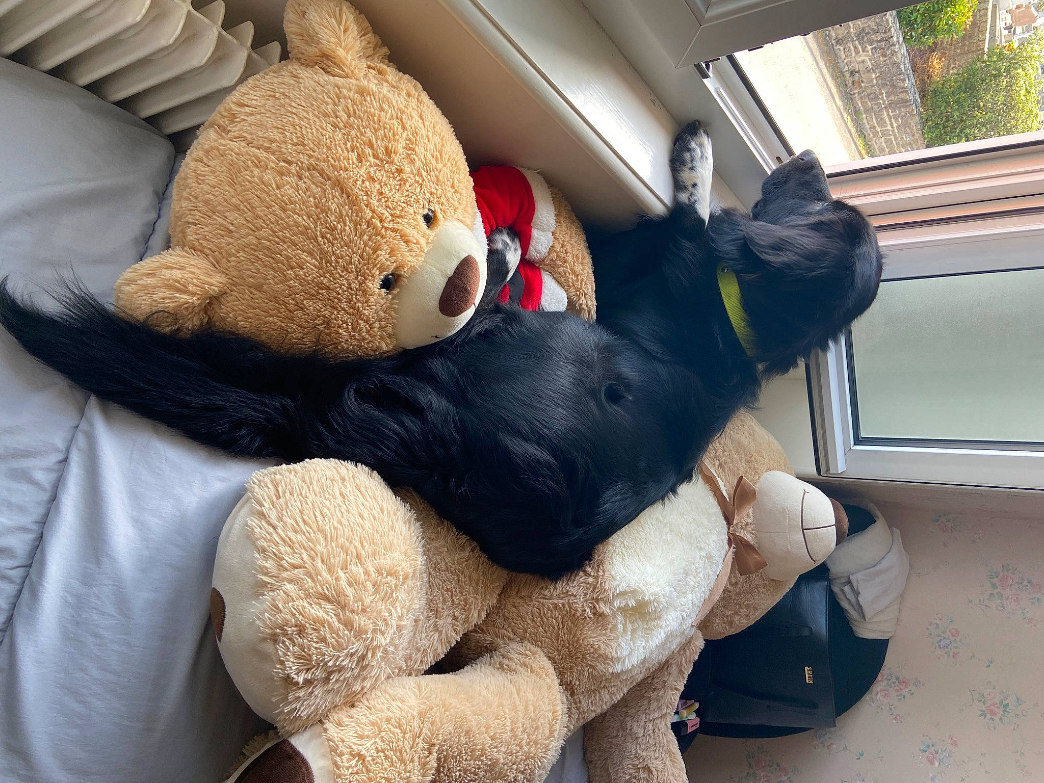 Bandit participe au concours pour gagner de l'argent avec cette photo : baby_toys, bed, carmine, comfort, fur, linens, plant, plush, room, stuffed_toy, teddy_bear, textile, toy, vehicle_door, white, window