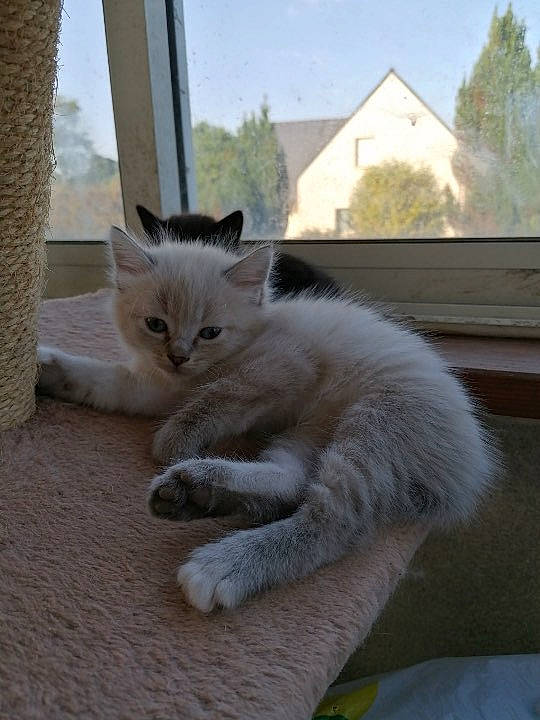 June a rejoint le concours — aidez-le/la à gagner de superbes lots ! building, carnivore, cat, claw, comfort, domestic_short_haired_cat, fawn, felidae, fur, paw, sky, small_to_medium_sized_cats, snout, tail, terrestrial_animal, tree, whiskers, window, wood