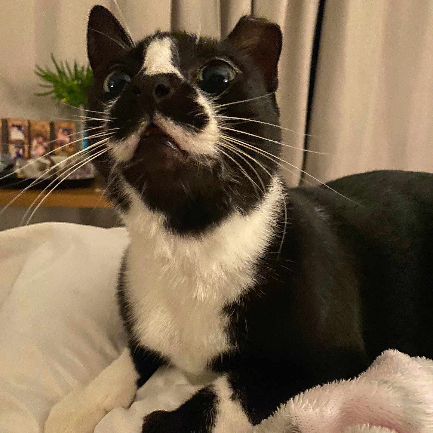 Makamae joined the competition — help win amazing prizes! animal, bedroom, black_and_white, blanket, cat, close_up, cozy, curious, domestic, expression, feline, fur, indoor, pet, picture_frames, plant, resting, soft_lighting, whiskers, wide_eyes