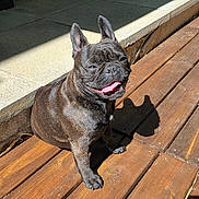 Victoire a rejoint le concours — aidez-le/la à gagner de superbes lots ! animal, canine, companion, cute, daylight, dog, ears, french_bulldog, fur, happy, outdoor, paw, pet, shadow, sitting, smiling, summer, sunlight, tongue_out, wooden_deck