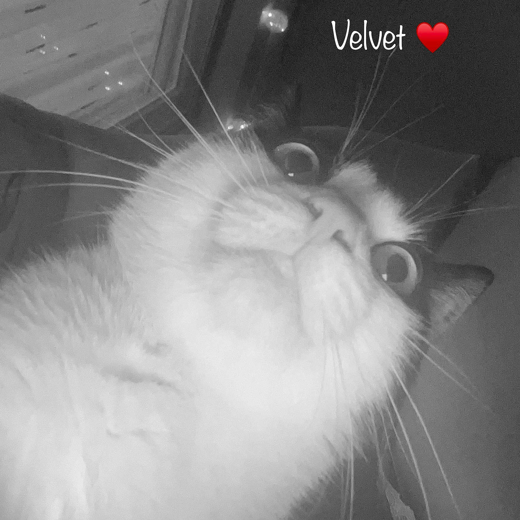 Velvet