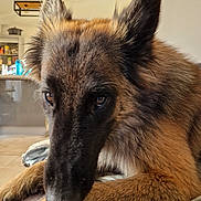 Siska a rejoint le concours — aidez-le/la à gagner de superbes lots ! animal, brown_fur, canine, close_up, companion, dog, domestic, ears, eyes, fur, home, indoor, kitchen, muzzle, paws, pet, portrait, relaxed, resting, snout