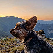 éros participe au concours pour gagner de l'argent avec cette photo : dog, mountain, sunset, outdoor, nature, landscape, animal, fur, ear, collar, grass, rock, sky, scenery, pet, canine, hill, background, twilight, wilderness