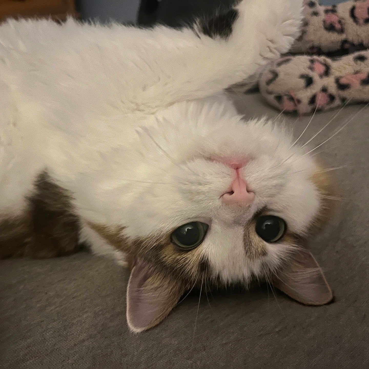 Zelda is registered to the contest to win money with this photo: abyssinian, angora, animal, bodypart, cat, couch, furniture, hardwood, kitten, manx, mouth, person, pet, siamese, sleeping, wood