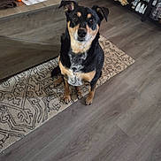 Thumper is registered to the contest to win money with this photo: dog, indoor, floor, rug, table, pet, black_and_tan, wood_floor, furniture, home, animal, looking_up, ears_up, sitting, curious, domestic_animal, brown, living_room, carpet, wood