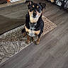 dog, indoor, floor, rug, table, pet, black_and_tan, wood_floor, furniture, home, animal, looking_up, ears_up, sitting, curious, domestic_animal, brown, living_room, carpet, wood
