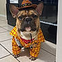 dog, french_bulldog, costume, cowboy_hat, sheriff_badge, yellow_jacket, bandana, pet, indoor, tile_floor, entertainment_unit, brown, black_nose, ears, cute, serious_expression, animal, small_dog, portrait, sitting