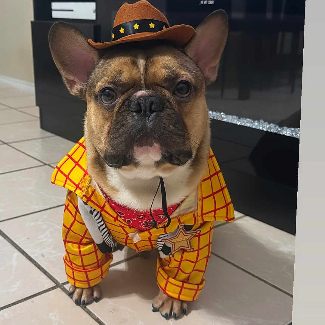 Goku is registered to the contest to win money with this photo: animal, bandana, black_nose, brown, costume, cowboy_hat, cute, dog, ears, entertainment_unit, french_bulldog, indoor, pet, portrait, serious_expression, sheriff_badge, sitting, small_dog, tile_floor, yellow_jacket