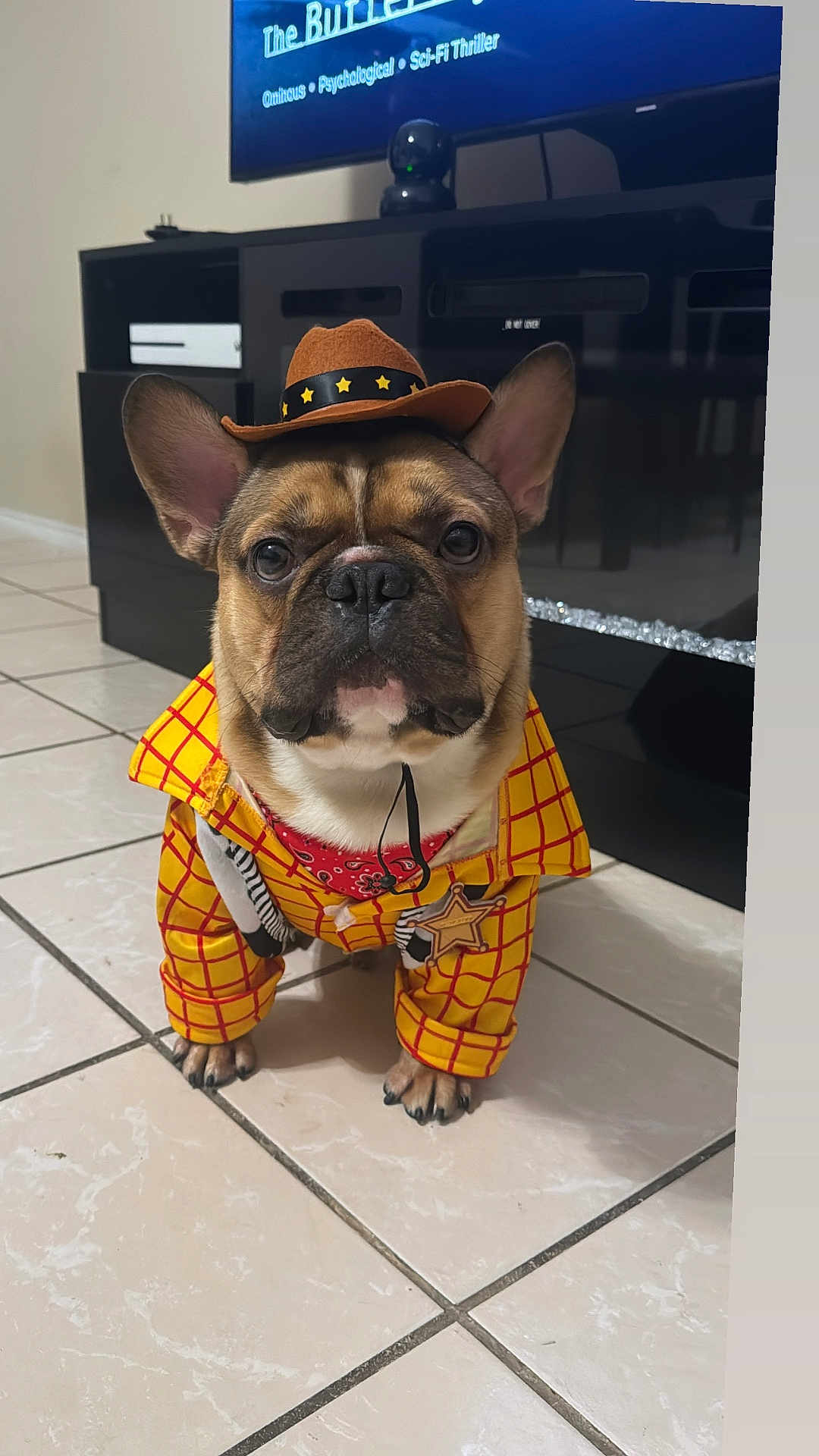 Goku is registered to the contest to win money with this photo: dog, french_bulldog, costume, cowboy_hat, sheriff_badge, yellow_jacket, bandana, pet, indoor, tile_floor, entertainment_unit, brown, black_nose, ears, cute, serious_expression, animal, small_dog, portrait, sitting