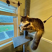 Jimmy joined the competition — help win amazing prizes! cat, cat_tree, indoor, window, furniture, pet, fluffy, long_tail, gray_cat, white_paws, relaxed, animal, cozy, home, daylight, decor, arrow_wall_decor, woodland_view, houseplant_absent, carpeted