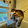 cat, cat_tree, indoor, window, furniture, pet, fluffy, long_tail, gray_cat, white_paws, relaxed, animal, cozy, home, daylight, decor, arrow_wall_decor, woodland_view, houseplant_absent, carpeted
