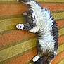 Jimmy is registered to the contest to win money with this photo: cat, fluffy, stretching, gray, white, carpet, striped, indoor, pet, feline, cute, relaxed, paws, tail, fur, playful, animal, domestic, laying, wide_eyes