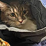Jimmy joined the competition — help win amazing prizes! cat, animal, pet, whiskers, fur, eyes, fabric, clothing, fold, cozy, indoor, curious, closeup, soft, texture, paws_hidden, resting, domestic, cute, comfort