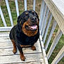 backyard, black_and_tan, canine, close_up, companion, dog, fur, happy, looking_up, outdoors, paws, pet_dog, porch, railing, rottweiler, sitting, smiling, teeth, tongue_out, wooden_deck