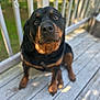 attentive, bokeh, close_up, companion, dog, domestic_animal, eyes, fur, nose, outdoor, paws, pet, porch, portrait, railing, rottweiler, shallow_depth_of_field, sitting, sunlight, wooden_deck