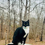 Sushi is registered to the contest to win money with this photo: animal, autumn, black_fur, bokeh, cat, collar, green_eyes, nature, outdoor, pet, porch, portrait, railing, sitting, tail, trees, tuxedo_cat, whiskers, white_chest, woodland