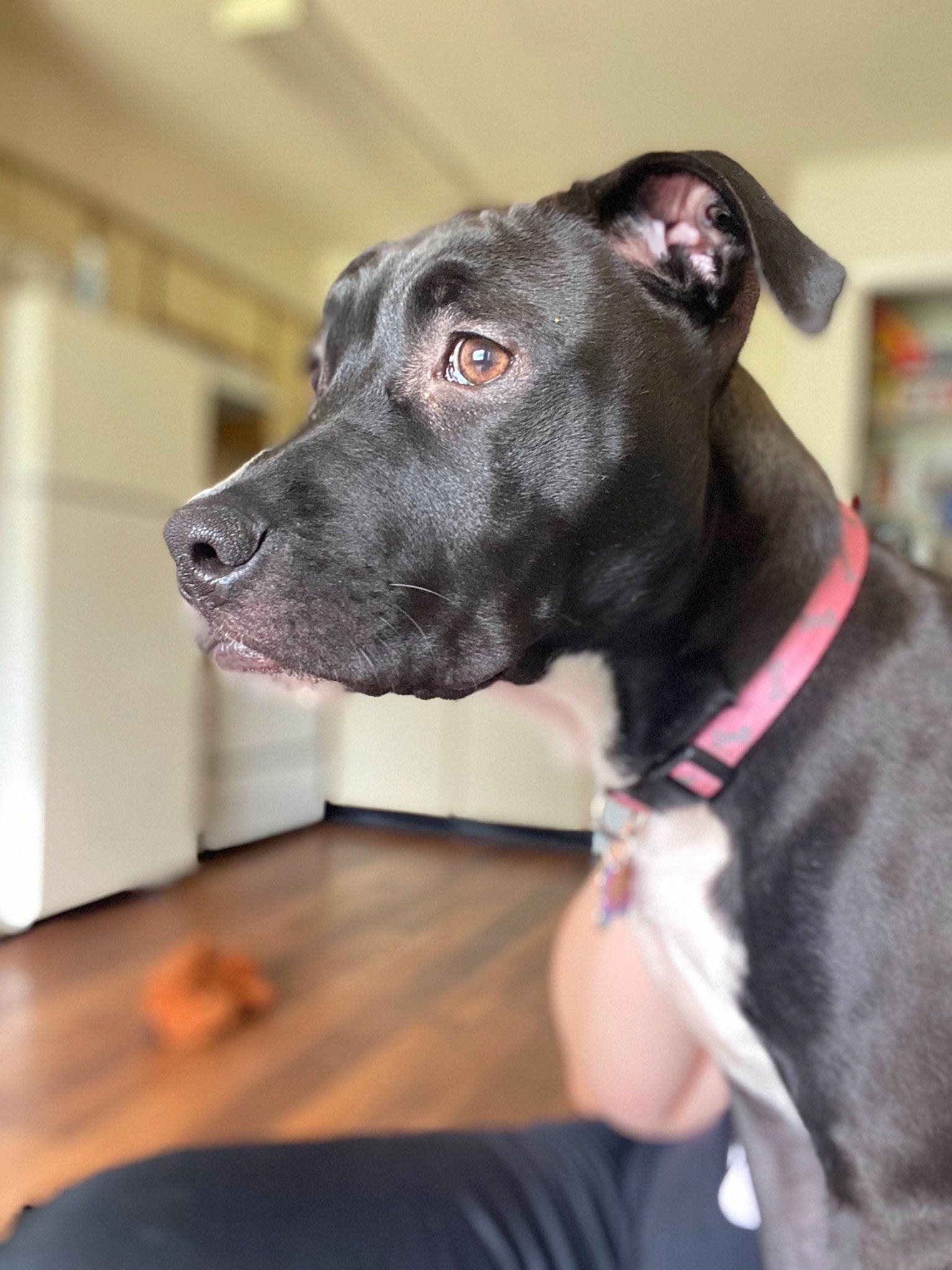 Reina joined the competition — help win amazing prizes! canidae, carnivore, collar, companion_dog, dog, dog_breed, dog_collar, floor, flooring, fur, jaw, leash, liver, mammal, neck, organ, pet_supply, snout, whiskers, working_animal