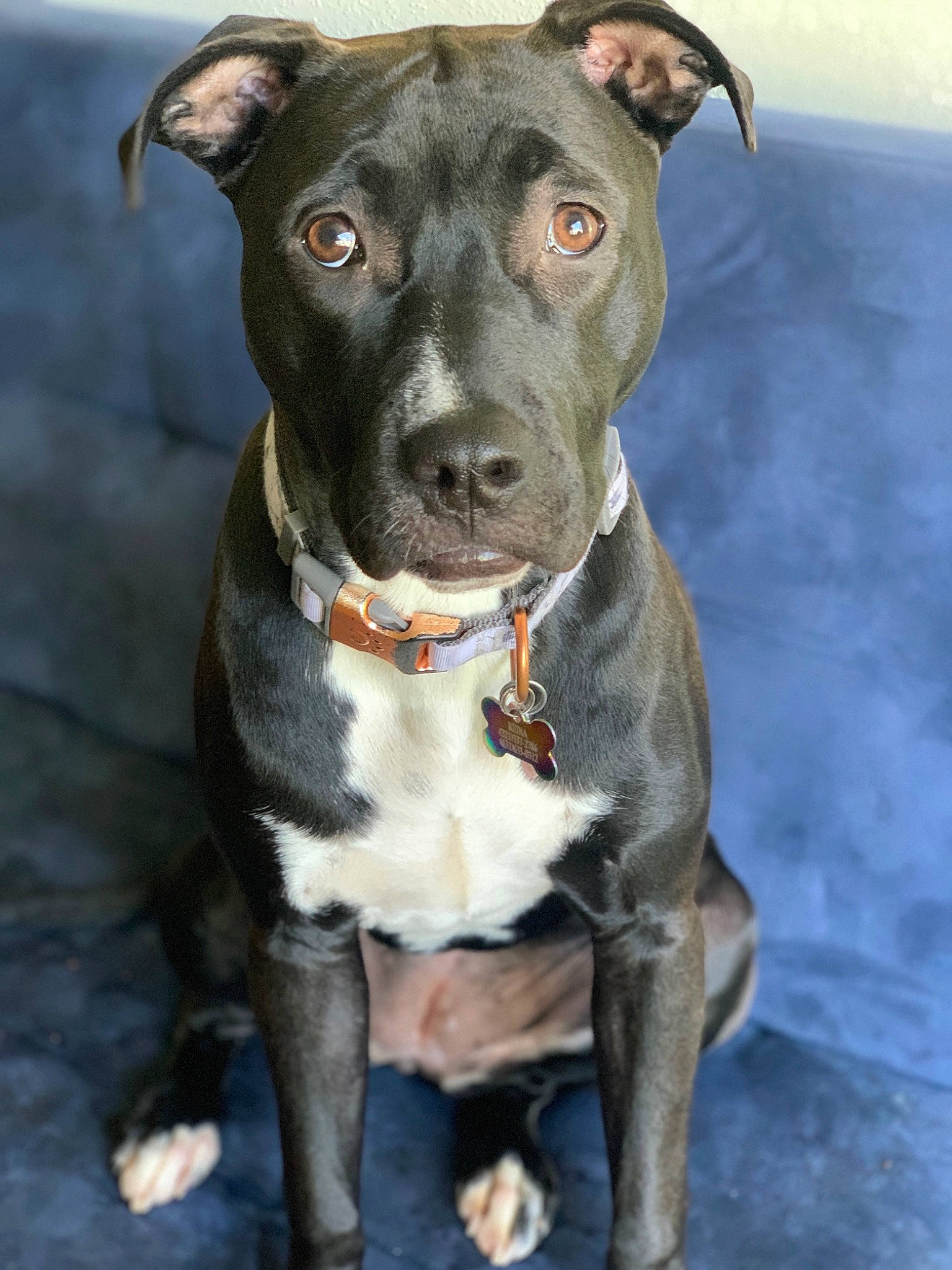 Reina is registered to the contest to win money with this photo: canidae, carnivore, collar, companion_dog, dog, dog_breed, dog_collar, fawn, grey, jaw, liver, mammal, neck, organ, pet_supply, skin, snout, sporting_group, whiskers, working_animal