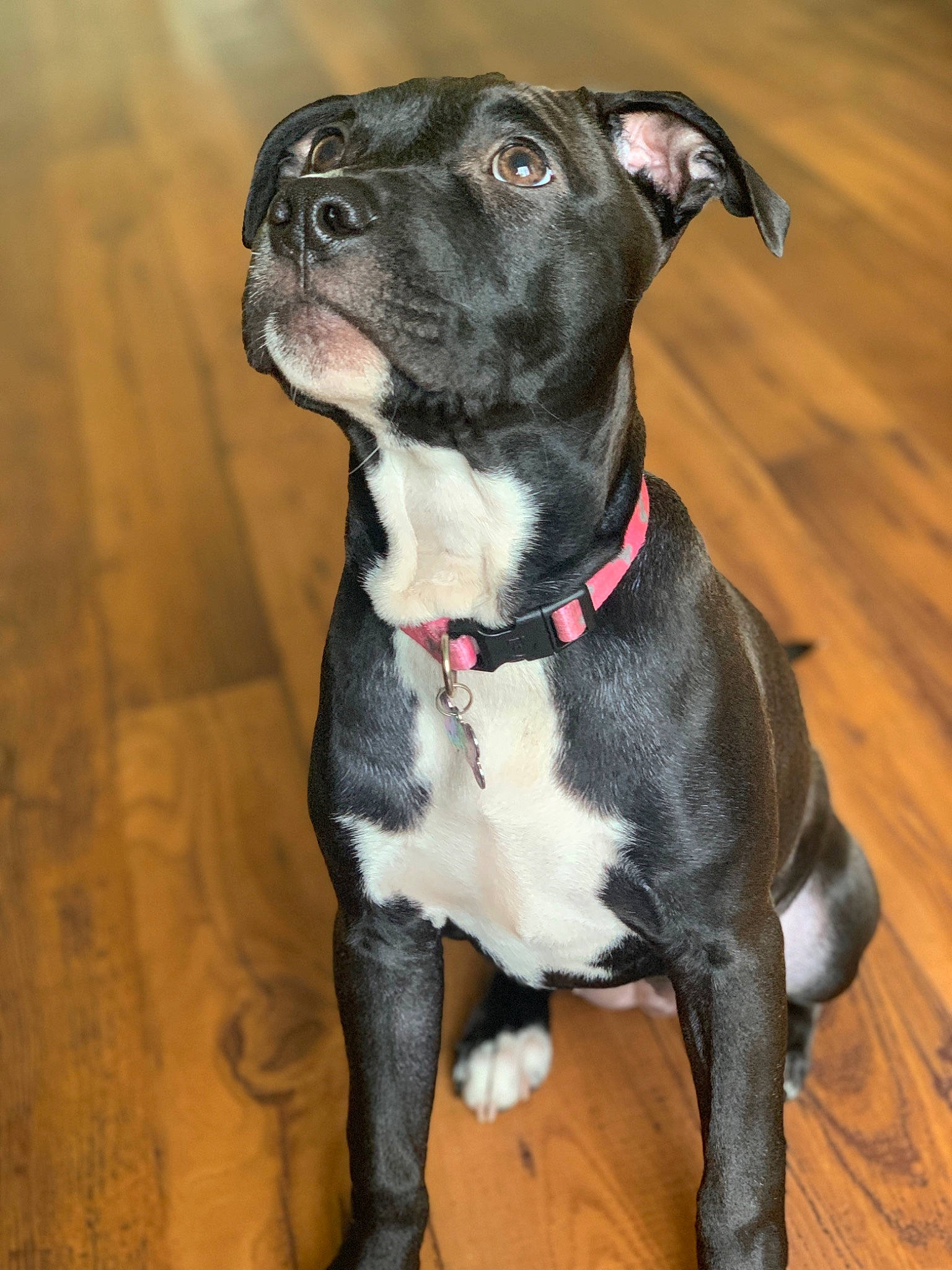 Reina is registered to the contest to win money with this photo: canidae, carnivore, collar, companion_dog, dog, dog_breed, dog_collar, fawn, floor, flooring, grey, hardwood, mammal, neck, pet_supply, snout, sporting_group, whiskers, wood_flooring, working_animal