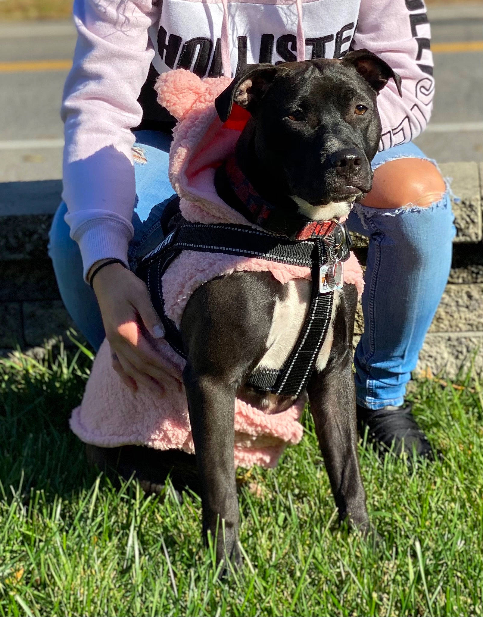 Reina is registered to the contest to win money with this photo: animal_training, carnivore, collar, companion_dog, denim, dog, dog_breed, dog_clothes, dog_collar, dog_supply, grass, human, jeans, leash, mammal, pet_supply, snout, sporting_group, vertebrate, working_animal