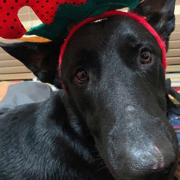 Duke is registered to the contest to win money with this photo: adorable, animal, black_dog, canine, close_up, cute, dog, domestic_animal, ears, expression, fur, headband, indoor, looking_at_camera, nose, pet, pet_accessory, playful, portrait, strawberry_hat