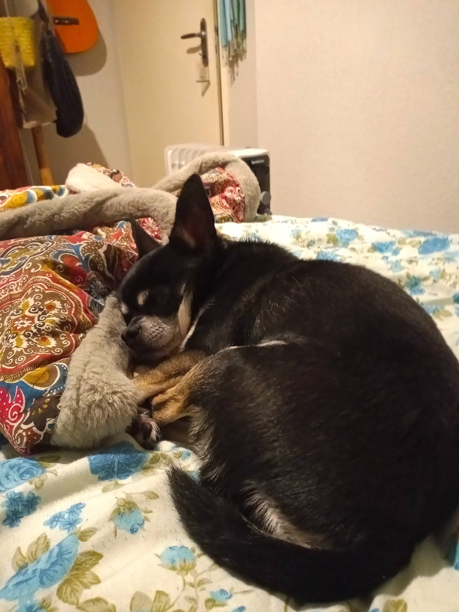 Émile a rejoint le concours — aidez-le/la à gagner de superbes lots ! bed, bedding, black_cat, canidae, carnivore, cat, comfort, companion_dog, dog_breed, domestic_short_haired_cat, fawn, felidae, fur, linens, room, small_to_medium_sized_cats, snout, sporting_group, tail, whiskers