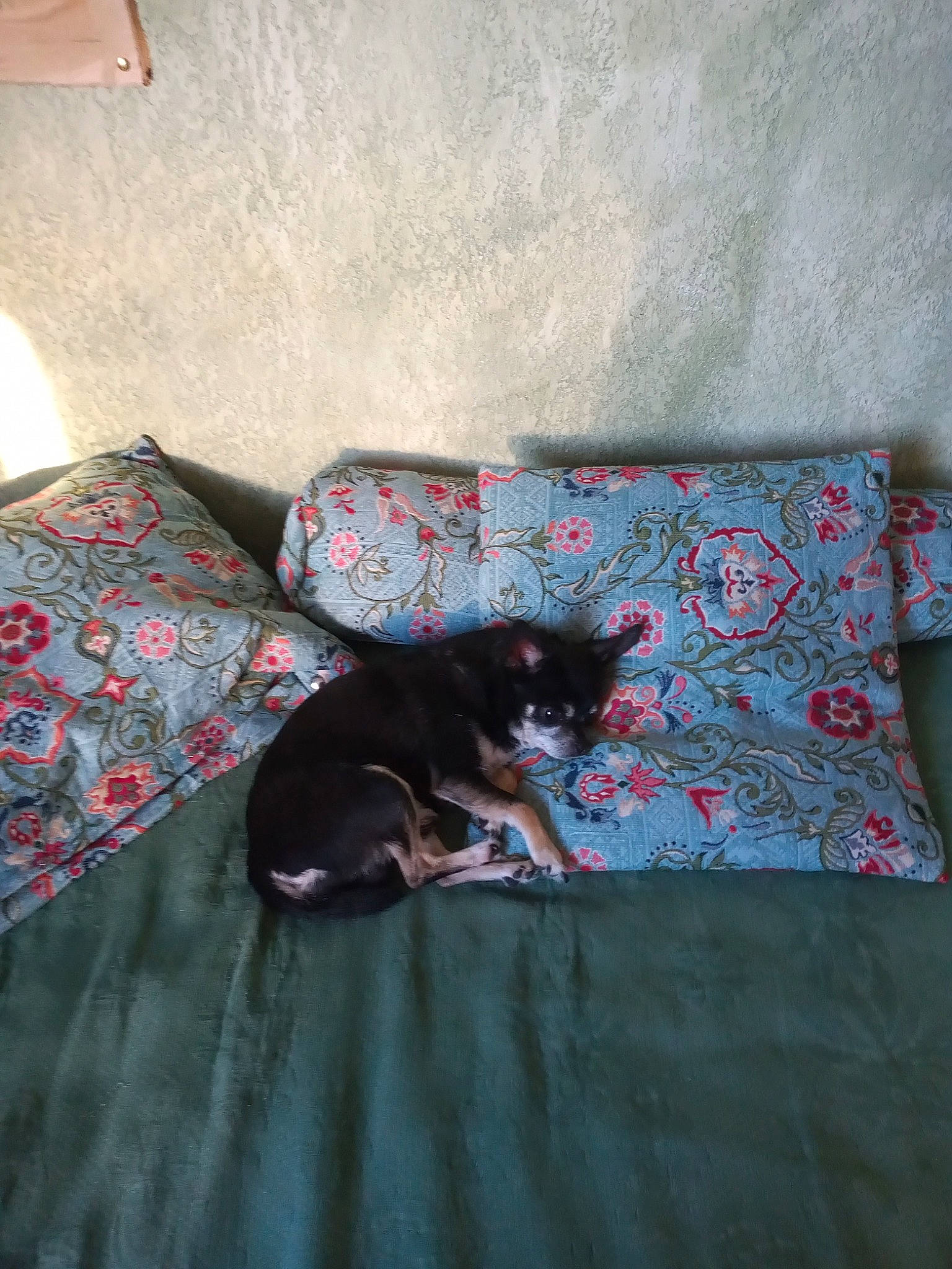 Émile participe au concours pour gagner de l'argent avec cette photo : bedding, black_cat, canidae, carnivore, cat, comfort, dog_breed, domestic_short_haired_cat, felidae, flooring, grey, linens, nap, pattern, pillow, room, small_to_medium_sized_cats, tail, tints_and_shades, whiskers