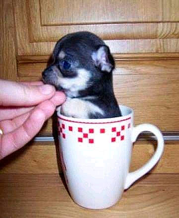 Émile a rejoint le concours — aidez-le/la à gagner de superbes lots ! canidae, carnivore, coffee_cup, companion_dog, cup, dishware, dog, dog_breed, drink, drinkware, hardwood, mug, porcelain, recipe, serveware, tableware, toy_dog, wood, working_animal